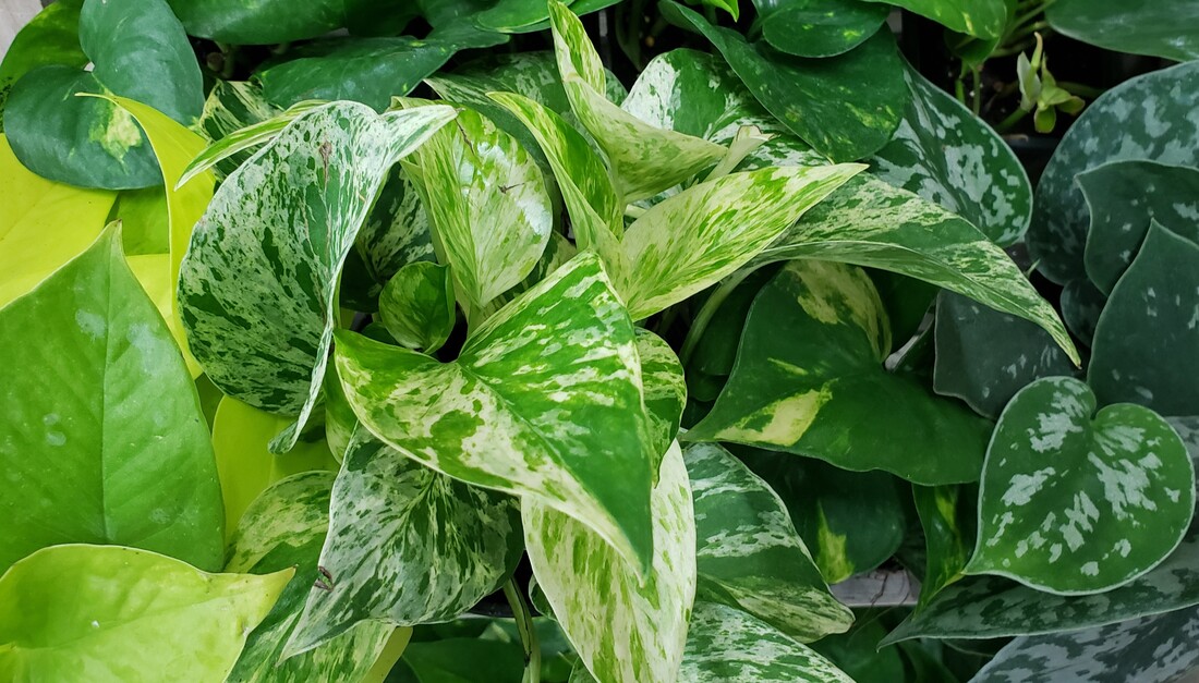 Can Rabbits Eat Pothos? Discover the Surprising Truth!